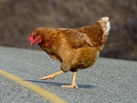 Descubre las Nuevas Funcionalidades de Chicken Road 2 en España in Spain